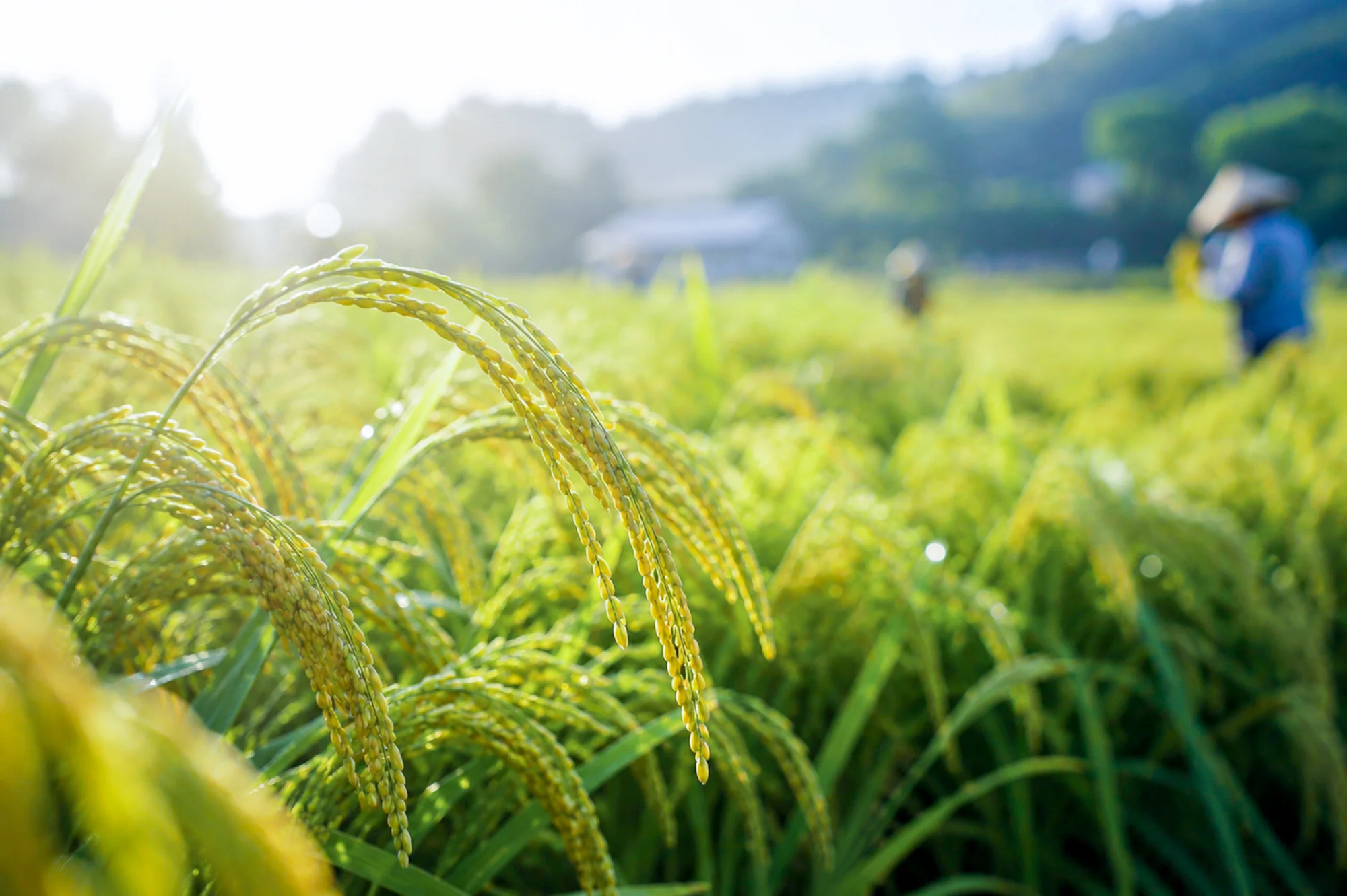 生活小語｜二十四節氣・芒種